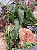 Pleopeltis Percussa (fam Polydiacees) (Am tropicale) (1) (Photo F. Mrugala)